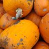 Pumpkin Kimchi - October 2022 - Image 4